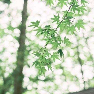 山海经莽荒异兽官方版下载